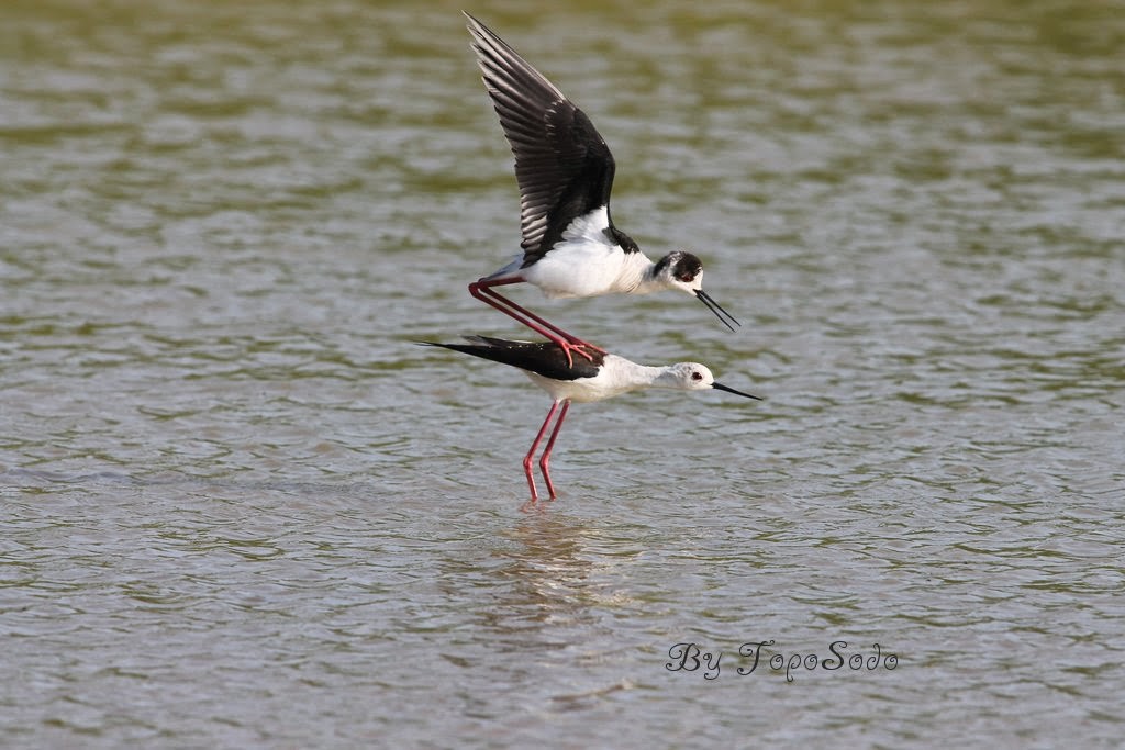 Cavalieri in ccoppiamento 