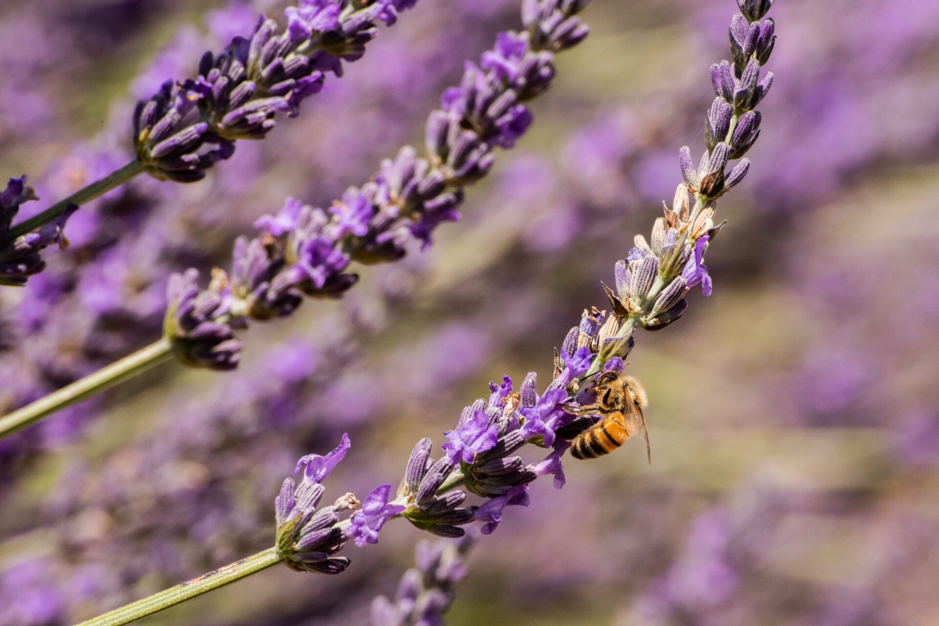 Lavanda